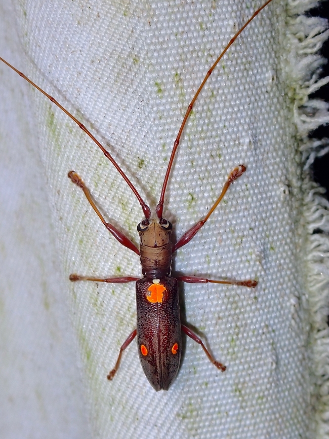 Flat-Faced Longhorn Beetle - Olenecamptus bilobus  Beetle,Flat-Faced Longhorn Beetle,Longhorn Beetle,Malaysia,Olenecamptus bilobus,Sabah
