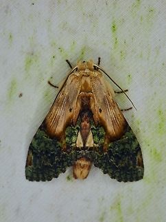 Prominent Moth - Chadisra borneensis  Chadisra borneensis,Malaysia,Moth,Prominent Moth,Sabah