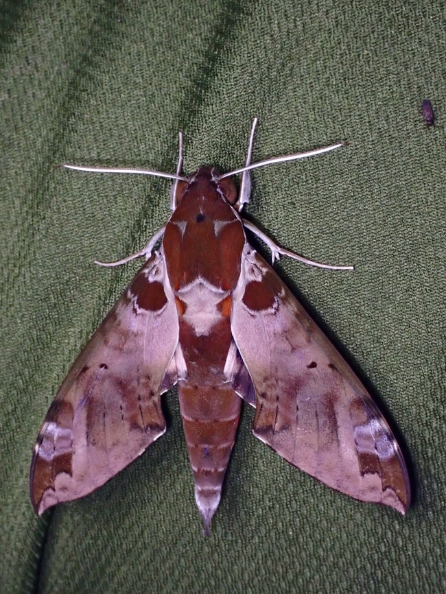 Hawkmoth - Cechenena helops  Cechenena helops,Hawkmoth,Malaysia,Moth,Sabah