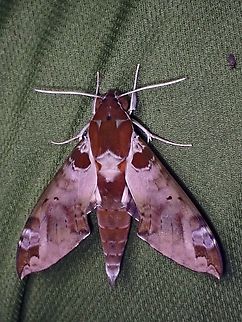 Hawkmoth - Cechenena helops  Cechenena helops,Hawkmoth,Malaysia,Moth,Sabah