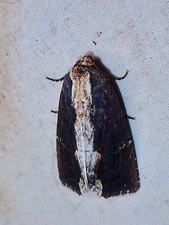 Moth - Dipterygina dorsipallens  Dipterygina dorsipallens,Malaysia,Moth,Sabah