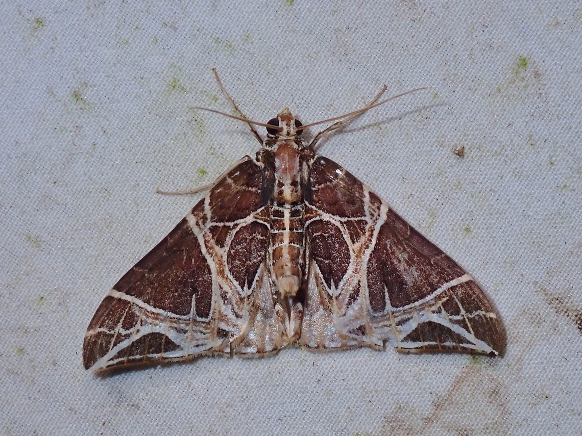 Moth - Ecliptopera rectilinea  Ecliptopera rectilinea,Malaysia,Moth,Sabah,carpet moth