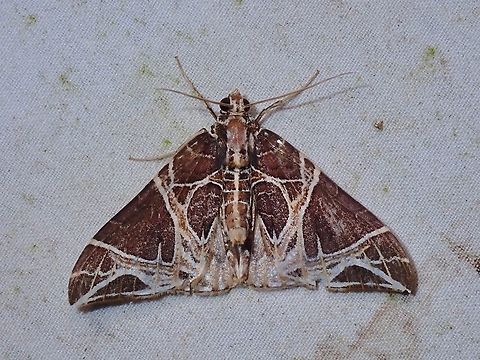 Moth - Ecliptopera rectilinea Ecliptopera rectilinea,Malaysia,Moth,Sabah,carpet moth