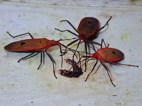 Yummy! Red Bugs - Dysdercus fuscomaculatus feeding on bird shit. Dysdercus fuscomaculatus,Malaysia,Red Bugs,Sabah