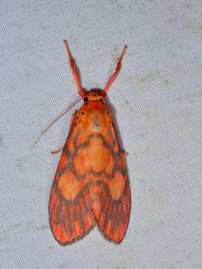 Lichen Moth - Ammatho roseororatus  Barsine roseororatus,Lichen Moth,Malaysia,Moth,Sabah