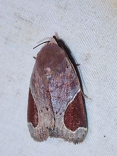 Moth - Dyrzela plagiata  Dyrzela plagiata,Malaysia,Moth,Sabah