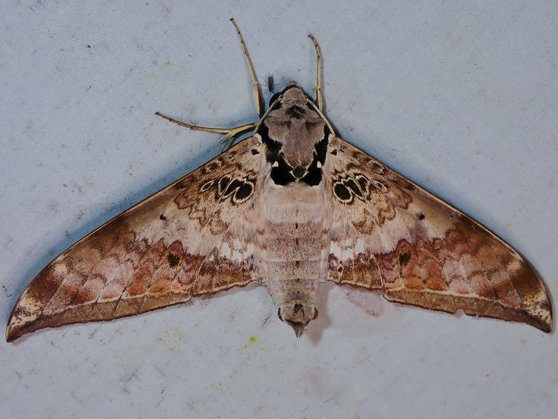 Hawkmoth - Ambulyx canescens  Ambulyx canescens,Hawkmoth,Malaysia,Moth,Sabah