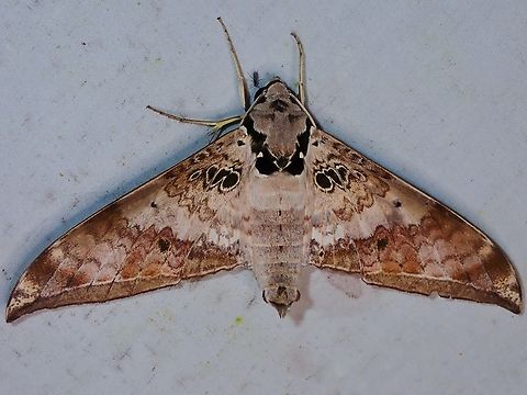Hawkmoth - Ambulyx canescens  Ambulyx canescens,Hawkmoth,Malaysia,Moth,Sabah