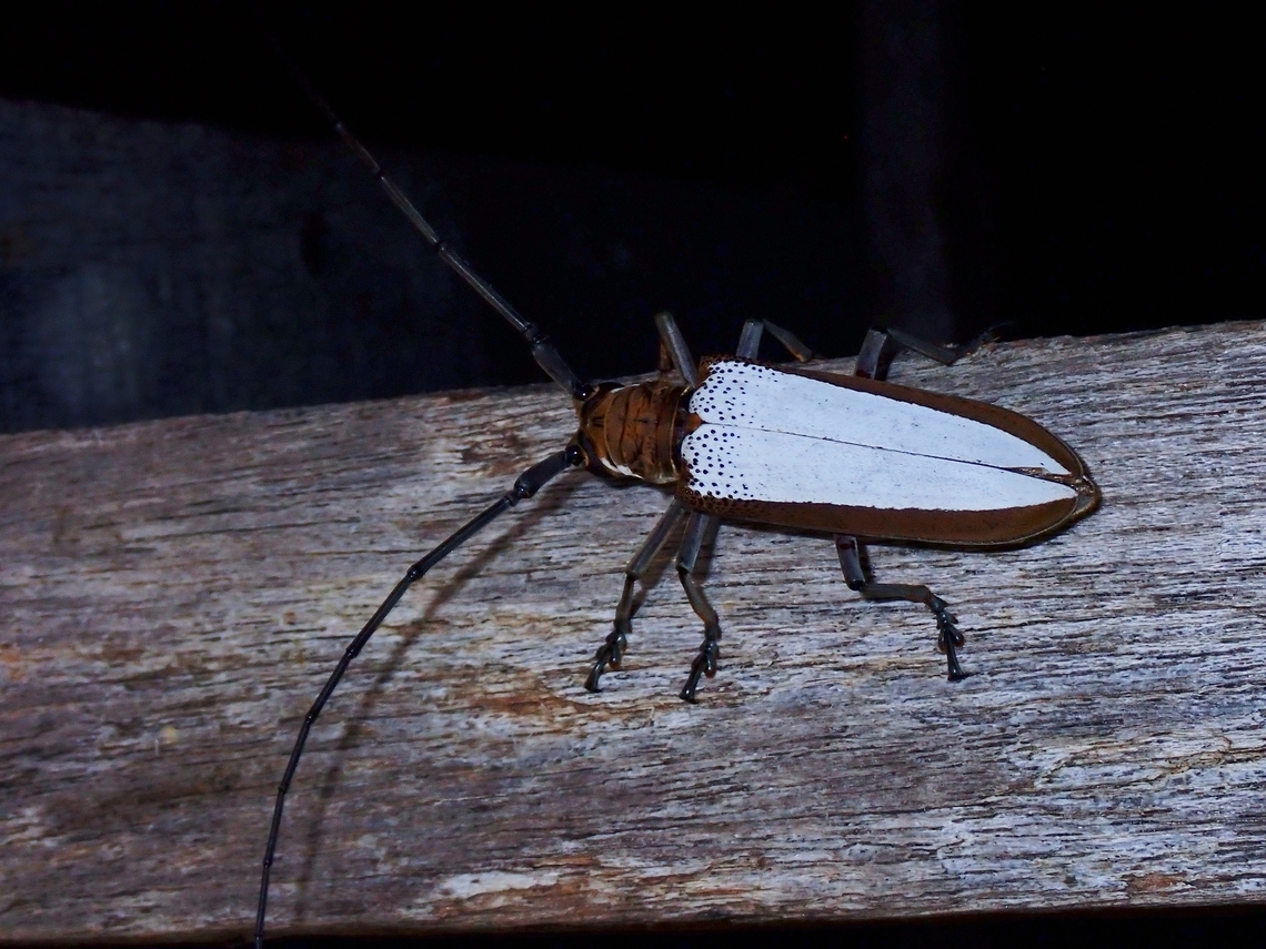 Flat-Faced Longhorn Beetle - Apriona brunneomarginata  Apriona brunneomarginata,Flat-Faced Longhorn Beetle,Longhorn Beetle,Malaysia,Sabah