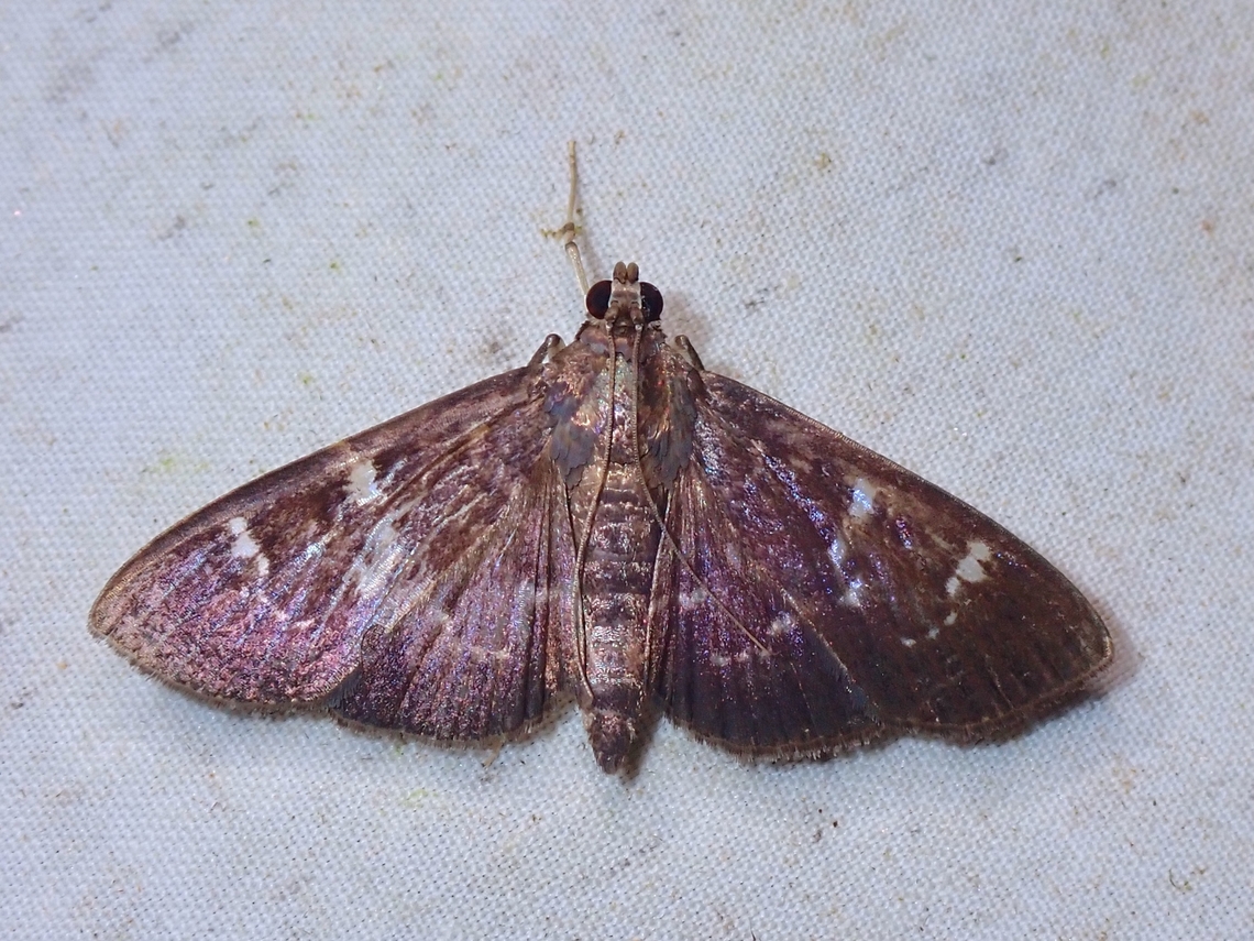 Pearl Moth - Syllepte iophanes  Malaysia,Moth,Pearl Moth,Sabah,Syllepte iophanes