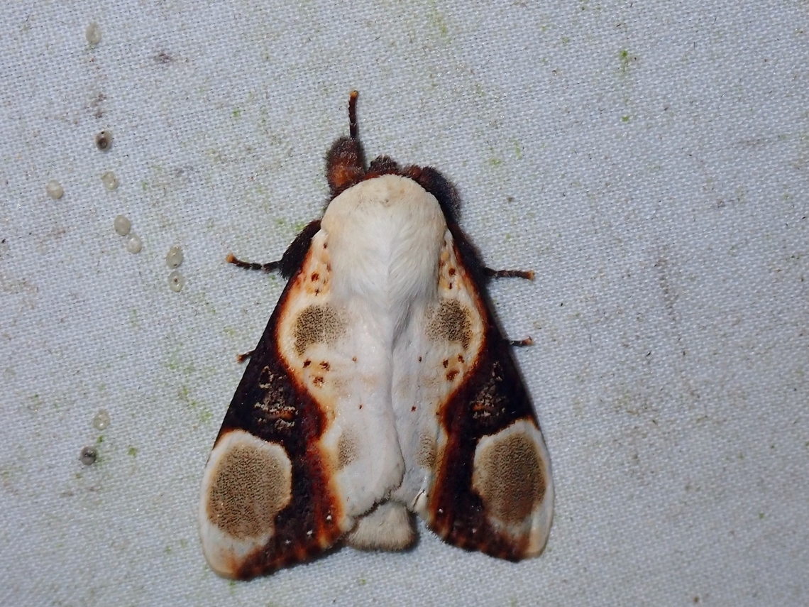 Prominent Moth - Formofentonia orbifer  Formofentonia orbifer,Malaysia,Moth,Prominent Moth,Sabah