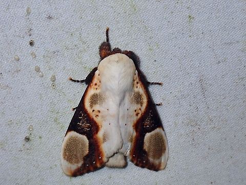 Prominent Moth - Formofentonia orbifer  Formofentonia orbifer,Malaysia,Moth,Prominent Moth,Sabah