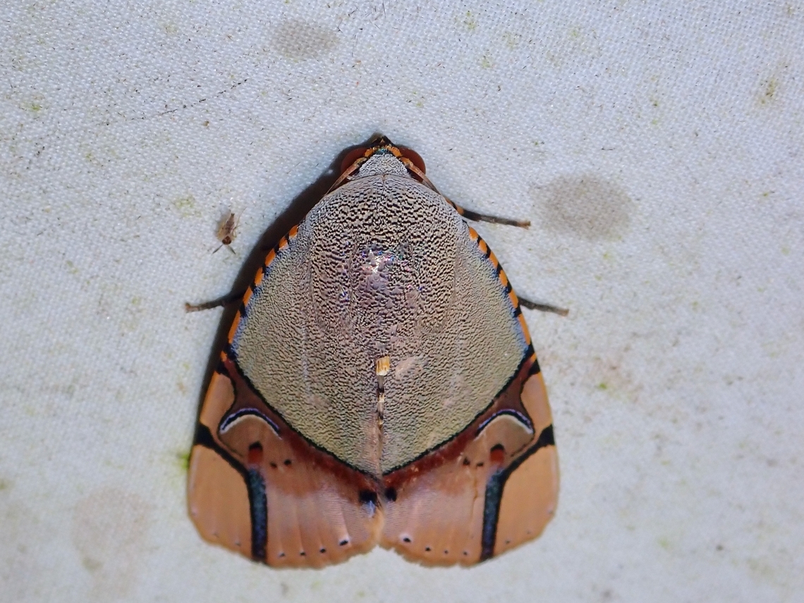 Moth - Ramadasa pavo  Malaysia,Moth,Ramadasa pavo,Sabah