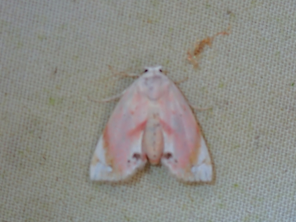 Moth - Holocryptis erubescens  Holocryptis erubescens,Malaysia,Moth,Sabah