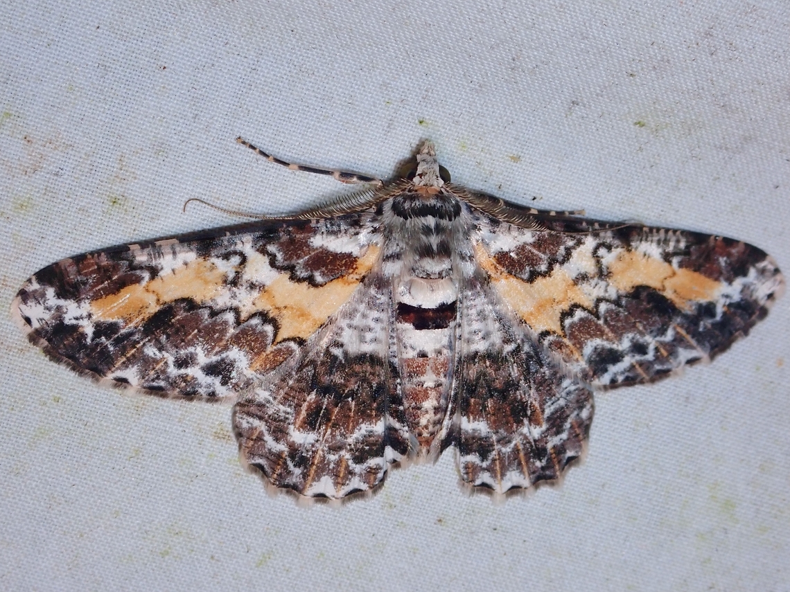 Moth - Cleora determinata  Cleora determinata,Malaysia,Moth,Sabah