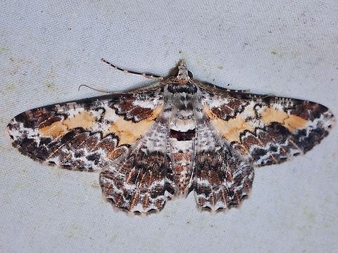 Moth - Cleora determinata  Cleora determinata,Malaysia,Moth,Sabah