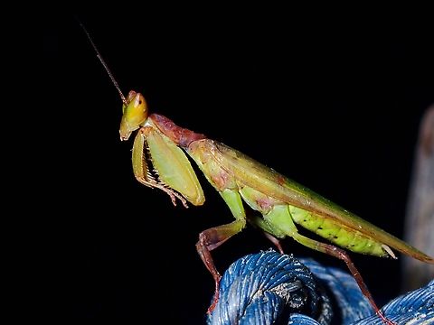 Yellow Orchid Mantis - Helvia cardinalis  Helvia cardinalis,Malaysia,Mantis,Praying Mantis,Sabah,Yellow Orchid Mantis