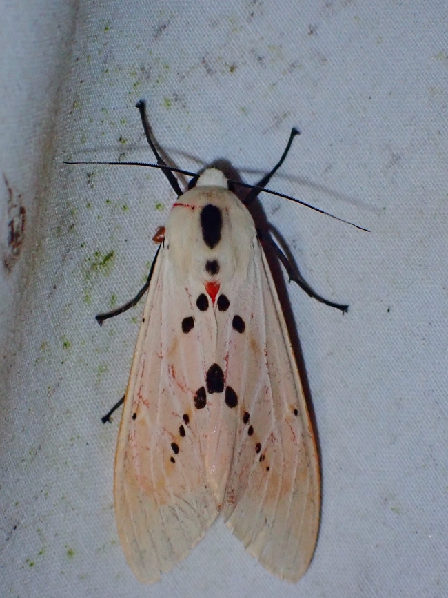 Tiger Moth - Spilarctia groganae  Malaysia,Moth,Sabah,Spilarctia groganae,Tiger Moth