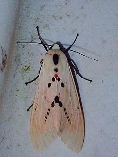 Tiger Moth - Spilarctia groganae  Malaysia,Moth,Sabah,Spilarctia groganae,Tiger Moth