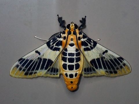 Moth - Pachynoa spilosomoides  Malaysia,Moth,Pachynoa spilosomoides,Sabah