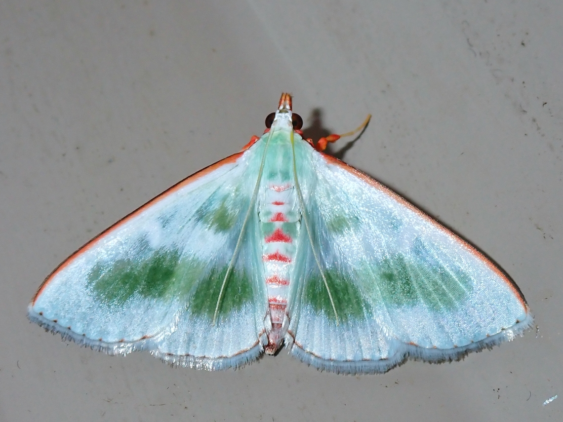 Pearl Moth - Arthroschista tricoloralis  Arthroschista tricoloralis,Malaysia,Moth,Pearl Moth,Sabah