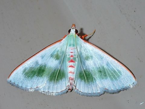 Pearl Moth - Arthroschista tricoloralis  Arthroschista tricoloralis,Malaysia,Moth,Pearl Moth,Sabah