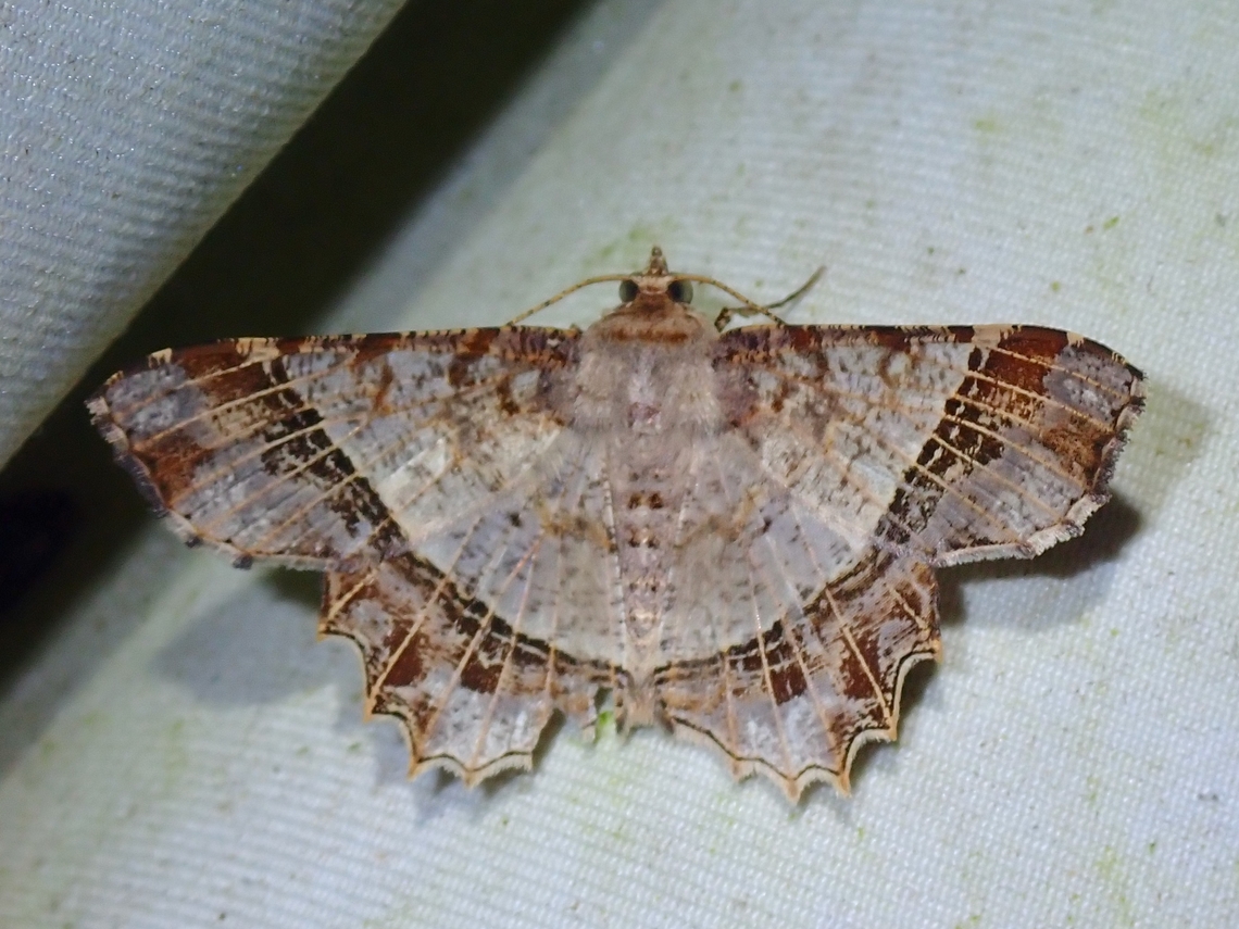 Moth - Chiasmia avitusaria  Chiasmia avitusaria,Malaysia,Moth,Sabah
