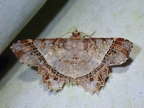 Moth - Chiasmia avitusaria  Chiasmia avitusaria,Malaysia,Moth,Sabah