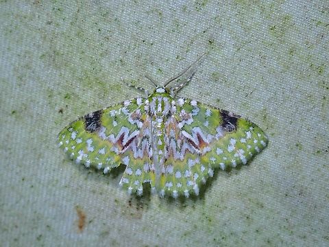 Emerald Moth - Eucyclodes gavissima  Emerald Moth,Eucyclodes gavissima,Malaysia,Moth,Sabah