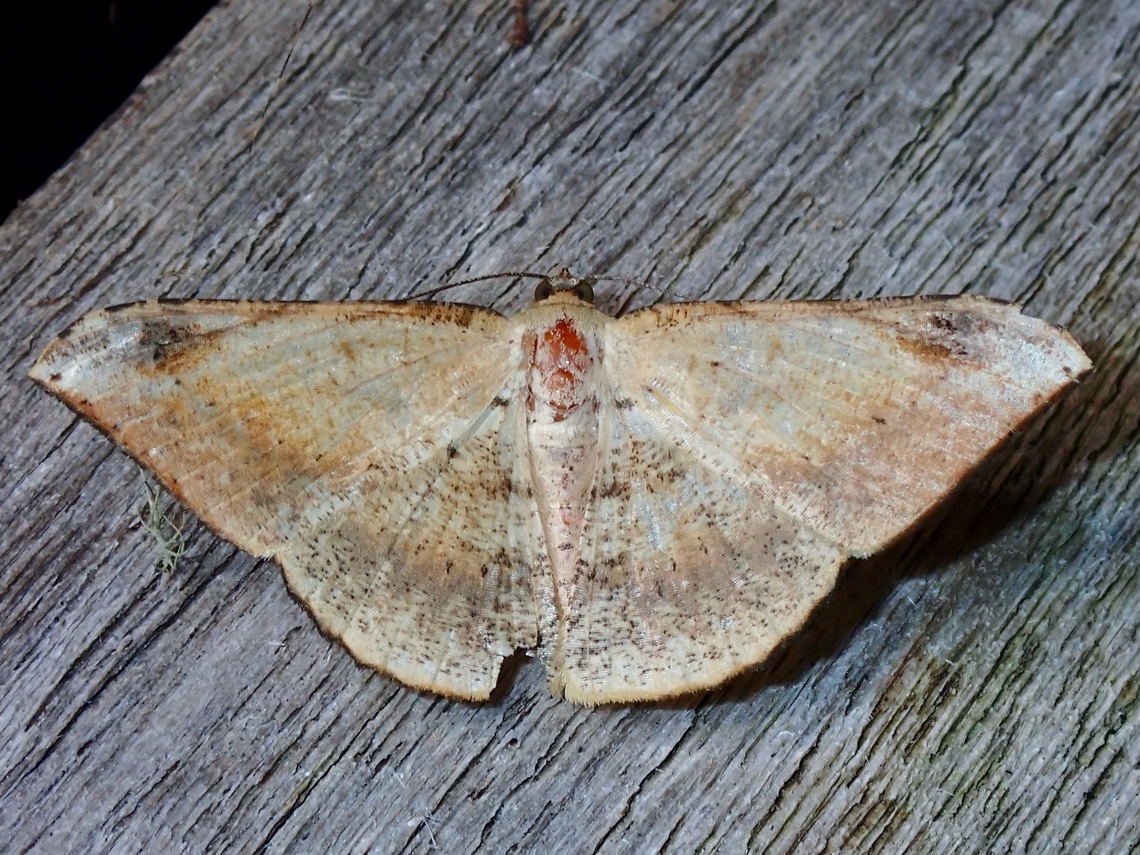 Moth - Luxiaria phyllosaria  Luxiaria phyllosaria,Malaysia,Moth,Sabah