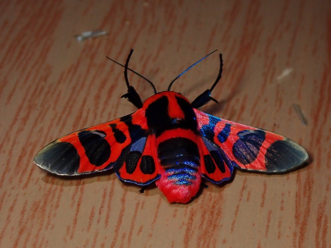 Window-Winged Moth - Glanycus coendersi  Glanycus coendersi,Malaysia,Moth,Sabah,Window-Winged Moth