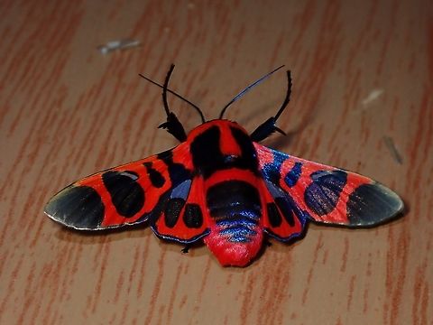 Window-Winged Moth - Glanycus coendersi  Glanycus coendersi,Malaysia,Moth,Sabah,Window-Winged Moth