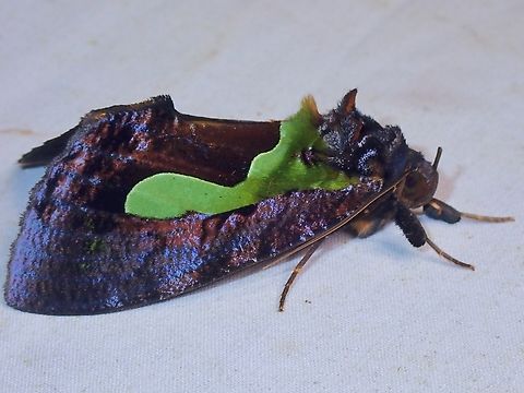 Fruit-Piercing Moth - Eudocima kinabaluensis  Eudocima kinabaluensis,Fruit-Piercing Moth,Malaysia,Moth,Sabah