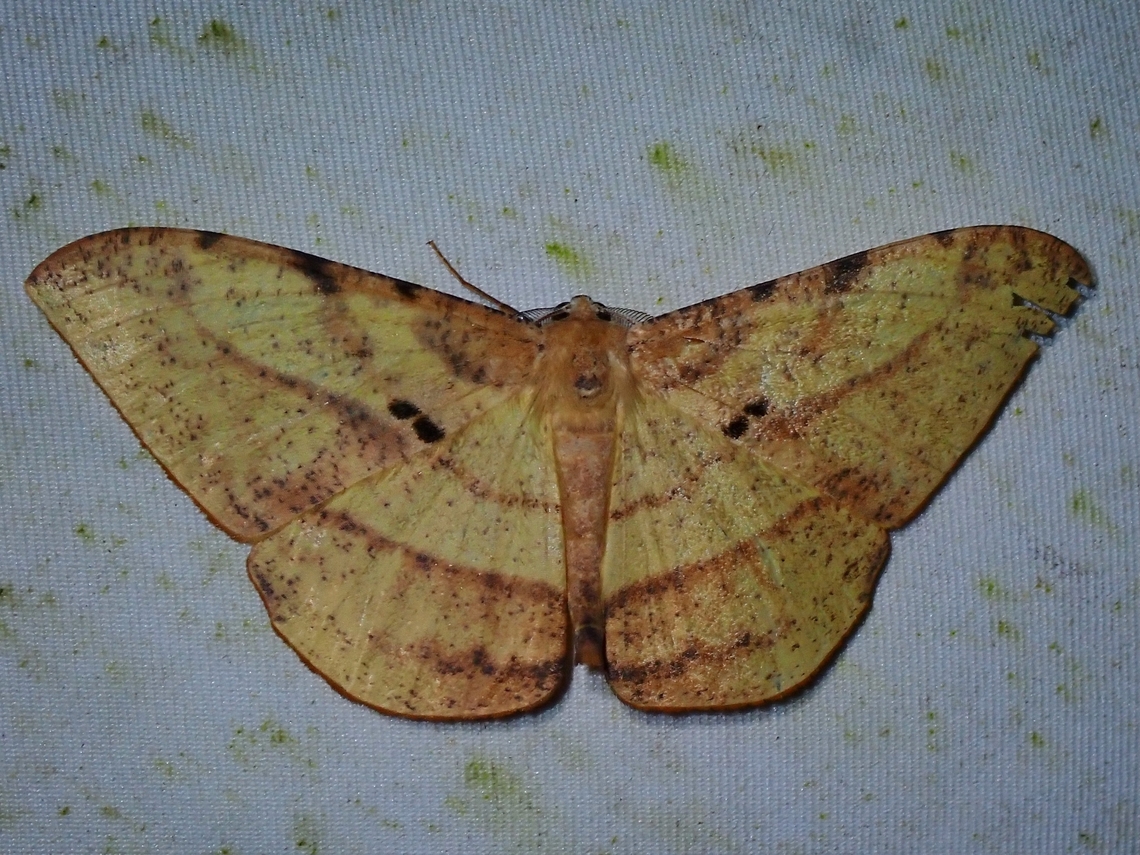 Moth - Dalima subflavata  Dalima subflavata,Malaysia,Moth,Sabah
