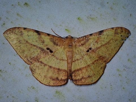 Moth - Dalima subflavata  Dalima subflavata,Malaysia,Moth,Sabah