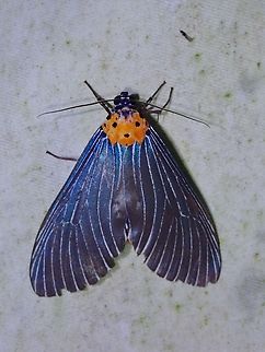 Snouted Tiger Moth - Neochera marmorea  Malaysia,Moth,Neochera marmorea,Sabah,Snouted Tiger Moth,Tiger Moth