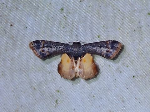 Scoopwing Moth - Phazaca erosioides  Malaysia,Moth,Phazaca erosioides,Sabah,Scoopwing Moth