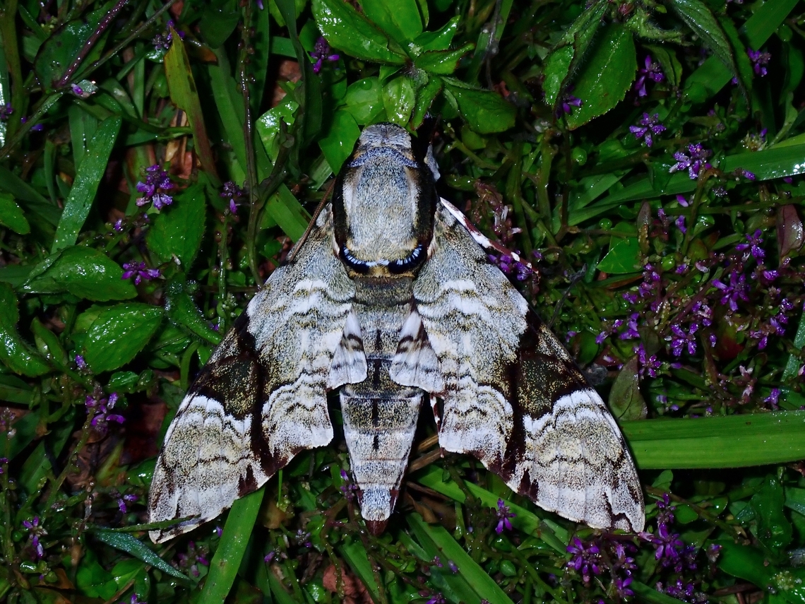 Hawkmoth - Megacorma obliqua  Hawkmoth,Malaysia,Megacorma obliqua,Moth,Sabah