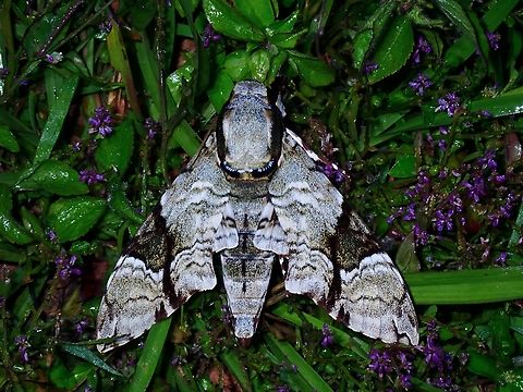 Hawkmoth - Megacorma obliqua Hawkmoth,Malaysia,Megacorma obliqua,Moth,Sabah