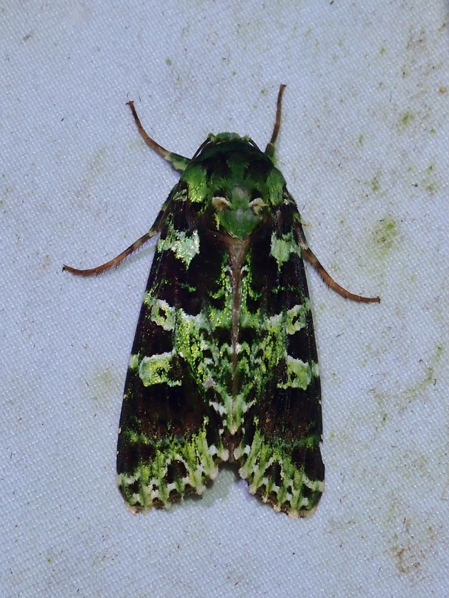 Moth - Checupa stegeri  Checupa stegeri,Malaysia,Moth,Sabah