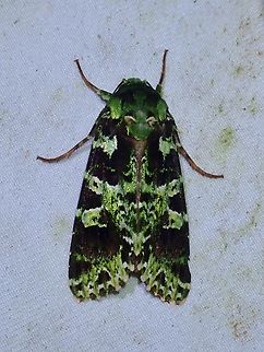 Moth - Checupa stegeri  Checupa stegeri,Malaysia,Moth,Sabah