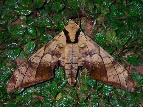Hawkmoth - Ambulyx tattina  Ambulyx tattina,Hawkmoth,Malaysia,Moth,Sabah