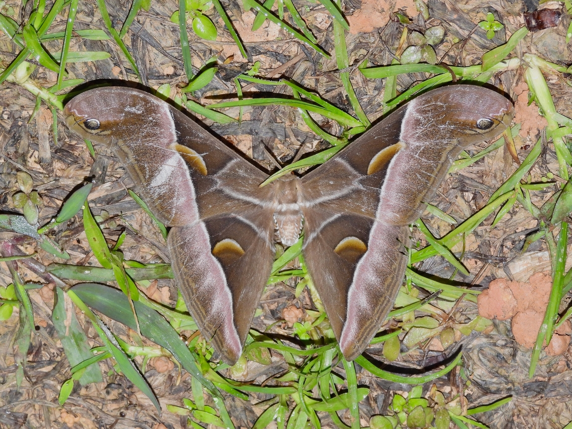 Giant Silkworm Moth - Samia tetrica            Giant Silkworm Moth,Malaysia,Moth,Sabah,Samia tetrica,Silkworm Moth