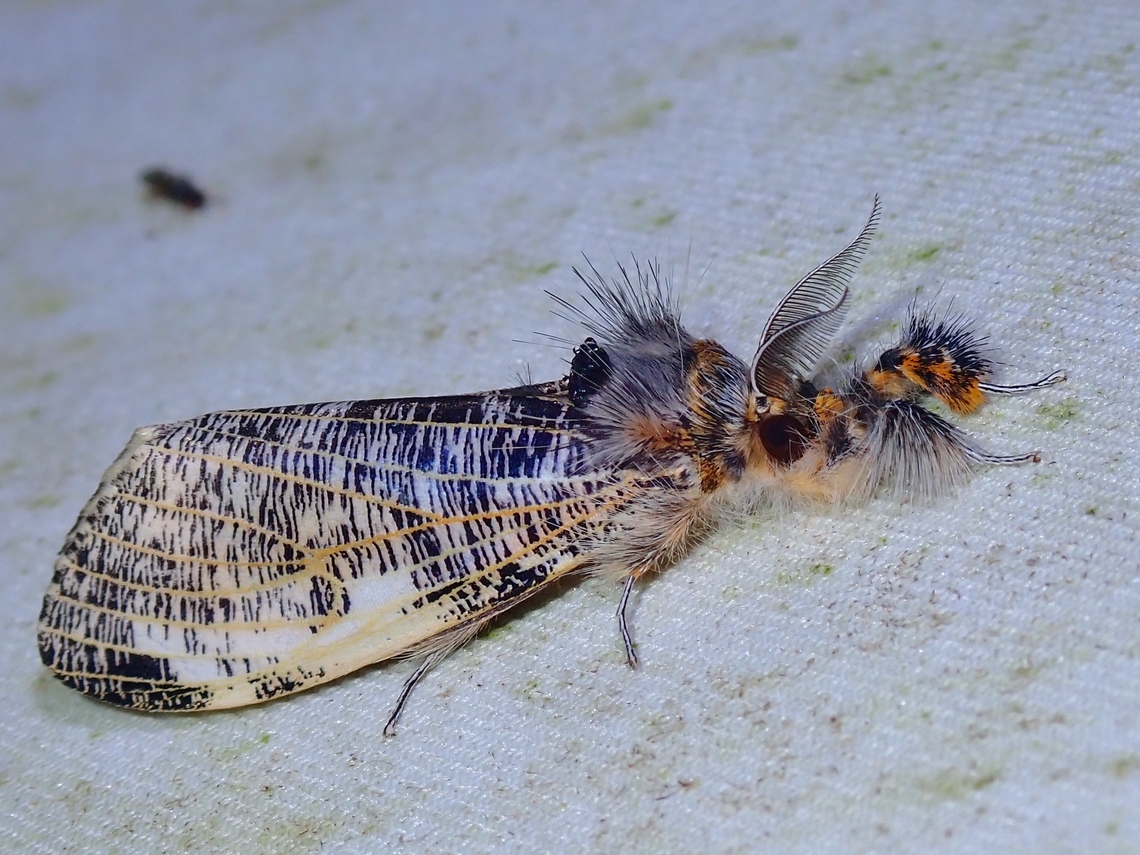Tussock Moth - Locharna limbata  Locharna limbata,Malaysia,Moth,Sabah,Tussock Moth