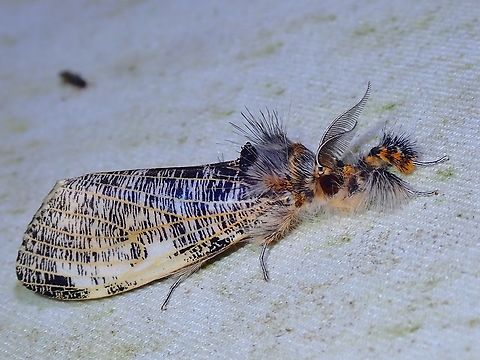 Tussock Moth - Locharna limbata  Locharna limbata,Malaysia,Moth,Sabah,Tussock Moth