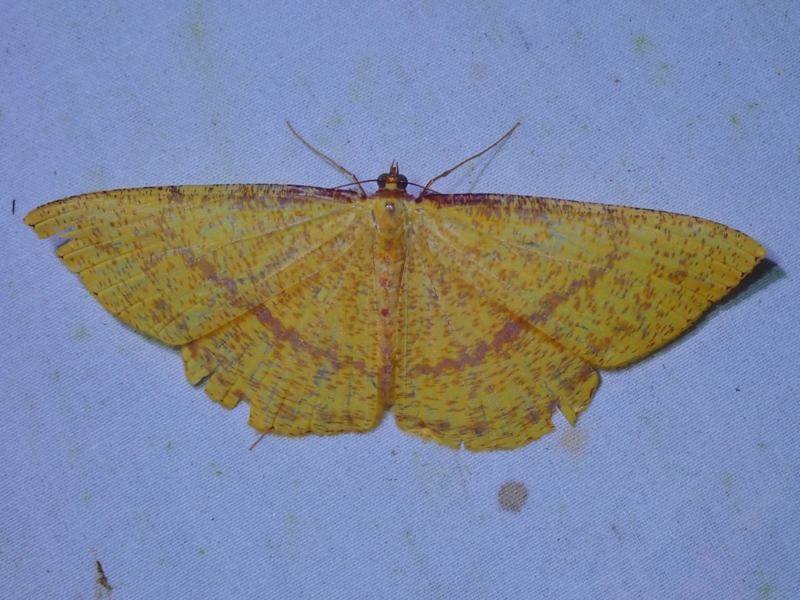 Moth - Eumelea feliciata  Eumelea feliciata,Malaysia,Moth,Sabah