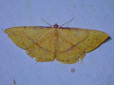 Moth - Eumelea feliciata  Eumelea feliciata,Malaysia,Moth,Sabah