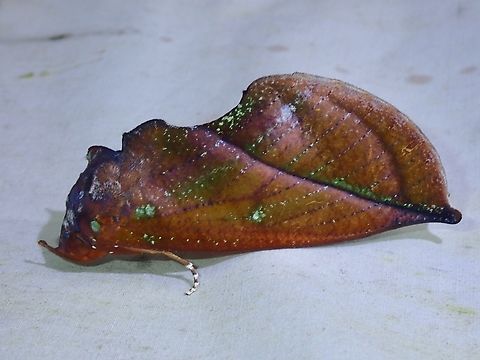 Fruit-Piercing Moth - Eudocima aurantia  Eudocima aurantia,Fruit-Piercing Moth,Malaysia,Moth,Sabah