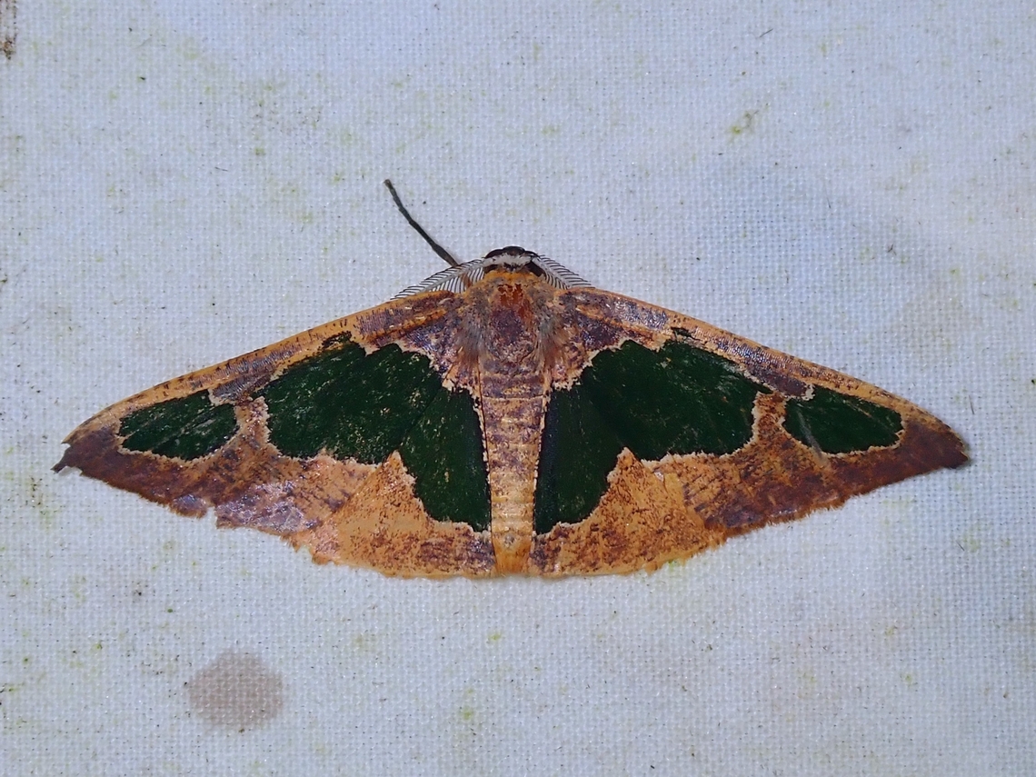 Moth - Celenna festivaria  Celenna festivaria,Malaysia,Moth,Sabah