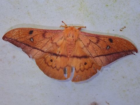 Circula Silkmoth - Cricula trifenestrata  Cricula Silkmoth,Cricula trifenestrata,Malaysia,Moth,Sabah,Silkmoth
